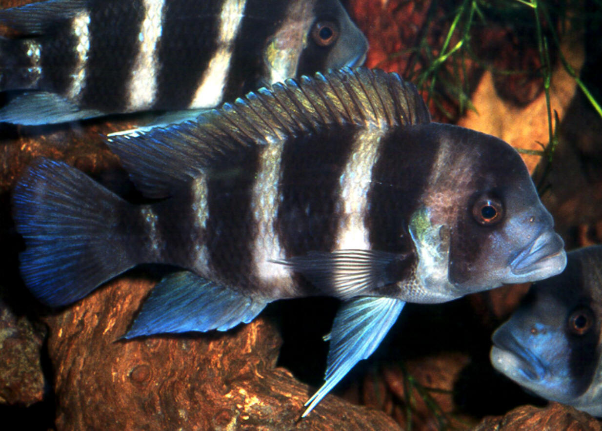 Cyphotilapia frontosa